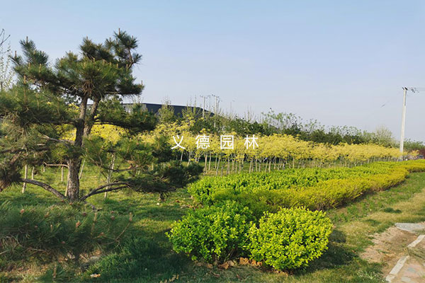 正定高新技術產業開發(fā)區邦秀路綠